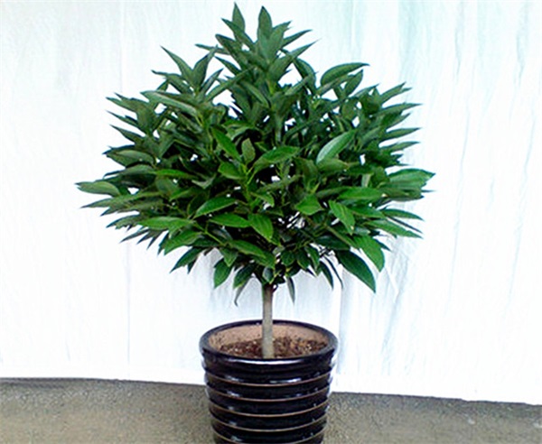 平安樹(shù)
