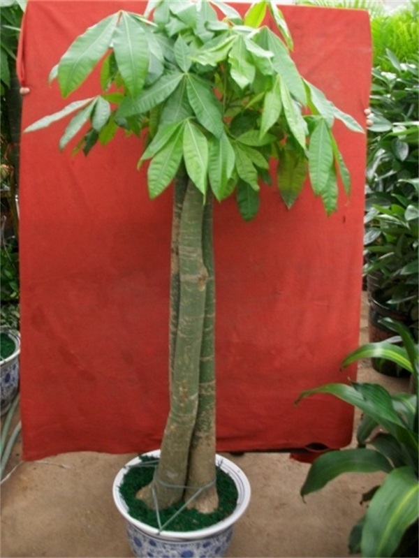 三桿發(fā)財(cái)樹(shù)